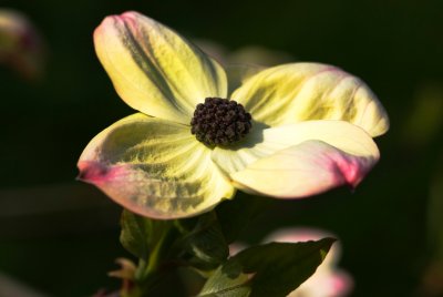 Cornus nuttalii - dřín nuttalův - květ